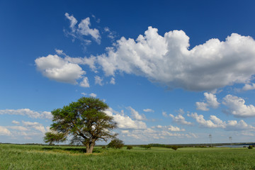 Lonely tree in La Pampa, Argentina