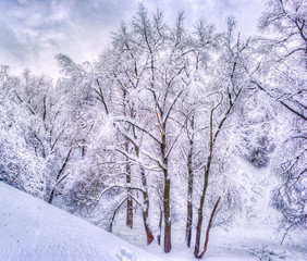 Winter landscape with snowy trees along the winter park - winter snowy scene in vintage tones