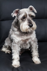 Tender pet - miniature Dog Schnauzer