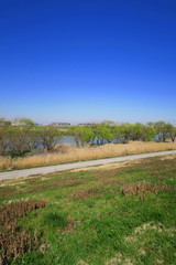 枯れ荻のある春の江戸川河川敷風景