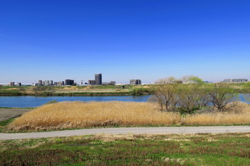 Fototapeta na wymiar 河川敷の枯れ荻と対岸の三郷市街風景