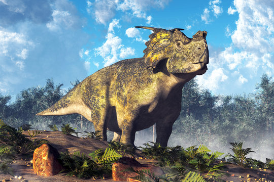 An achelousaurus stands on a fern covered hillside.  A forest of Cretaceous era fir trees lines the background behind the dinosaur. 3D Rendering 