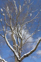 Fototapeta na wymiar snow on trees during cold winter day
