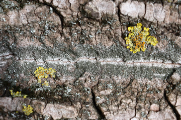 Gray inconspicuous bark of a spring tree covered with bright colors of moss and lichen.