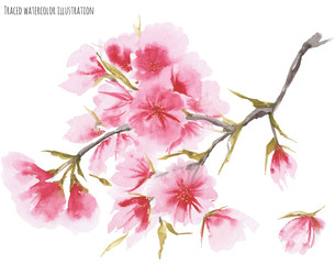 Watercolor cherry blossom