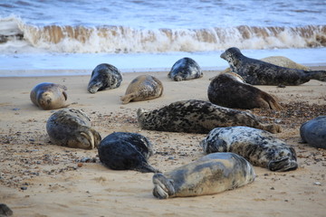 Seals at Horsey Norfolk