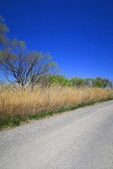 芽吹きの木々と砂利道と枯れ草のある江戸川河川敷風景