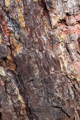 Gray inconspicuous bark of a spring tree covered with bright colors of moss and lichen.