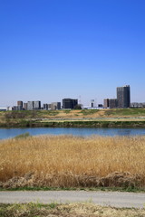 Fototapeta premium 河川敷の枯れ荻と対岸の三郷市街風景