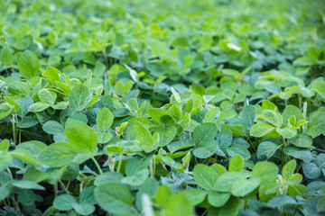 Fresh green soy plants on the field in spring