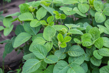 Fresh green soy plants on the field in spring