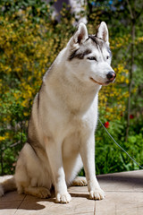 Close-up portrait of a dog. Siberian Husky with blue eyes. Sled dog on the background of spring flowers.