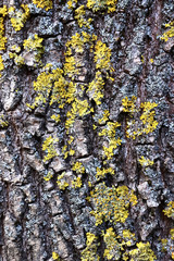 Gray inconspicuous bark of a spring tree covered with bright colors of moss and lichen.