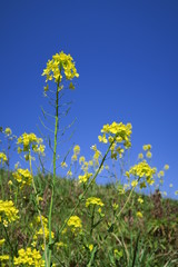 Obraz premium 土手に咲く菜の花と青空