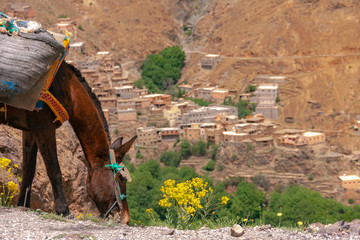 Mały koń skubie trawę i kwiaty nad brzegiem przepaści z niesamowitym widokiem