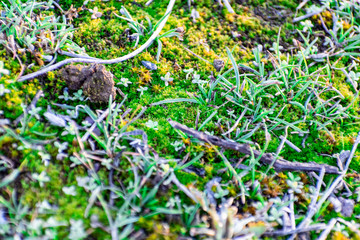 Natural glade of green moss, small and large. Damp and damp place, beautiful, fluffy and soft moss. Natural phenomenon and interesting vegetation in the spring, near the river, in the Rostov region