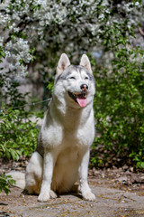 Close-up portrait of a dog. Siberian Husky with blue eyes. Sled dog on the background of spring flowers.