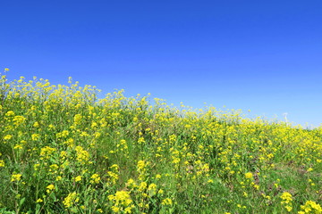 菜の花咲く江戸川土手風景