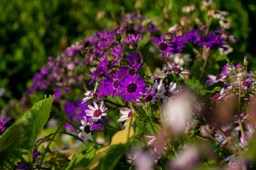 Purple flowers in the garden