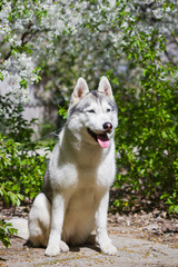 Close-up portrait of a dog. Siberian Husky with blue eyes. Sled dog on the background of spring flowers.