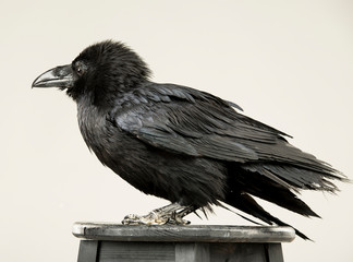 beautiful young black raven on a white background