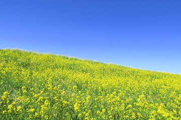 Obraz premium 菜の花咲く江戸川土手風景