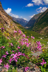 Obraz premium Pink flowers in the Caucasian mountains near Dombai