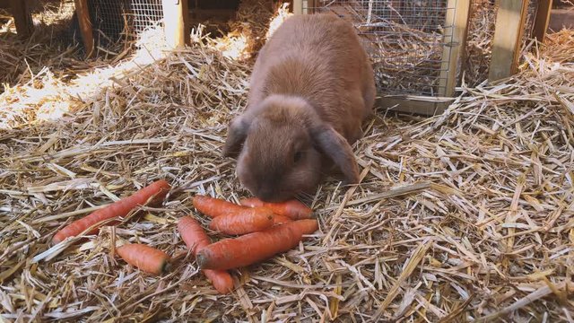 beautiful brown, young and sweet widder rabbit eats fresh carrots in the rabbit hutch