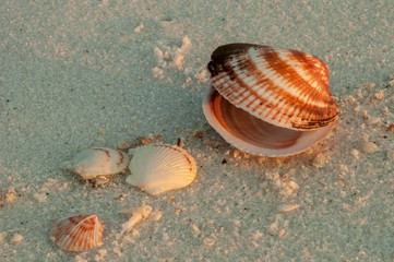 Shells