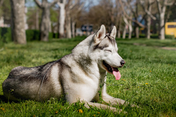 Close-up portrait of a dog. Siberian Husky with blue eyes. Sled dog on the background of spring flowers.