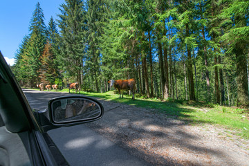 Cows on the forest road in Romania. Life in countryside. Dangerous situation on the highway