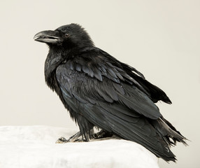 beautiful young black raven on a white background