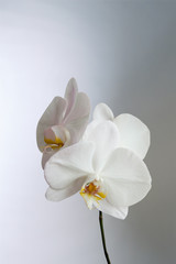 Fototapeta na wymiar Beautiful white flower Orchid Phalaenopsis