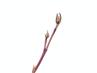 Bloody dogwood with buds