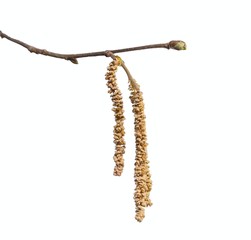 Hazel tree with bud
