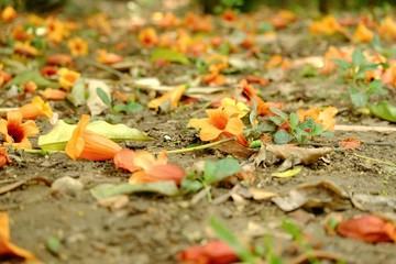 Close up a pile of sweet orange flower falling from the tree into a ground floor for background backdrop 