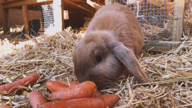 beautiful brown, young and sweet widder rabbit eats fresh carrots in the rabbit hutch