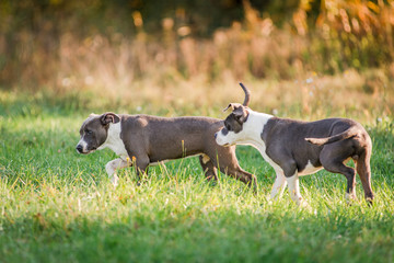 A man walks and plays with puppies Staffordshire Terrier in the park on a spring morning.