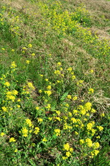 枯れ草と菜の花咲く土手風景