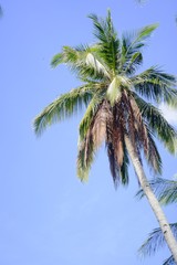 palm trees against blue sky