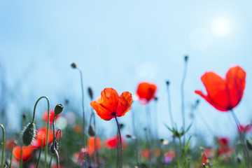 Naklejka premium Bright red poppies on spring meadow. Spring floral background. Selective focus.Sun flare.