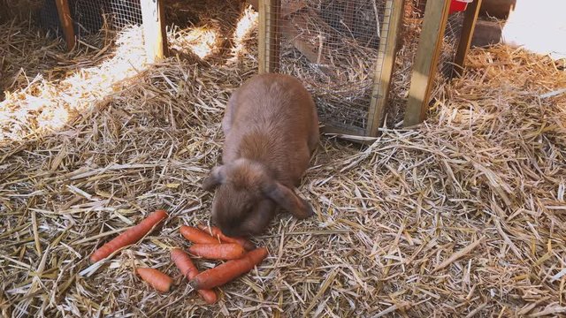 beautiful brown, young and sweet widder rabbit eats fresh carrots in the rabbit hutch