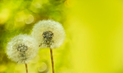 Gentle fluffy dandelions with yellow bokeh and copy space, horizontal floral background