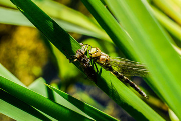 a newly born dragonfly sits on a blade of grass and dries its wings