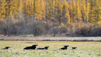 Black Angus calves in a pasture