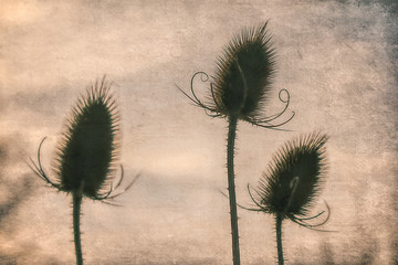 Distel
