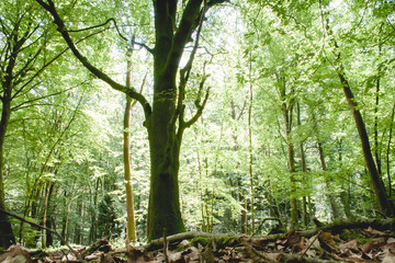 Paimpont forest in spring