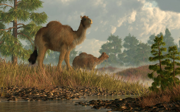 A pair of shaggy camels stroll through grassy hills dotted with larch trees. These are the now extinct high arctic camel that once lived in North America. 3D Rendering