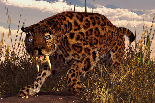 A saber-toothed cat, a smilodon, stalks through tall grass beneath a cloudy sky.  This prehistoric looks right at you with a menacing glare. 3DRendering