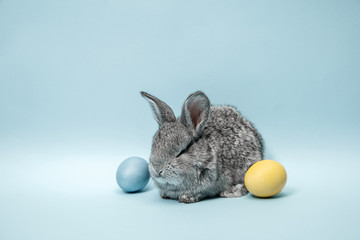 Easter bunny rabbit with painted eggs on blue background. Easter, animal, spring, celebration and holiday concept.
